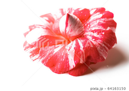 ツバキ・通い鳥 64163150