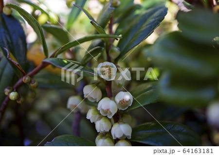 70784　ハマヒサカキ 64163181