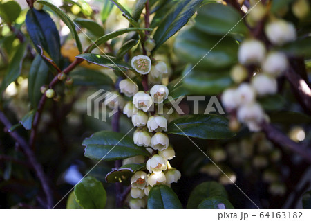 70785　ハマヒサカキ 64163182