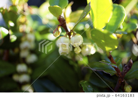 70786　ハマヒサカキ 64163183