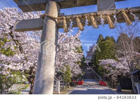 仙台の東照宮神社と桜 64163633