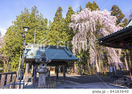 仙台の東照宮神社と桜 仙台の東照宮神社と桜 64163640