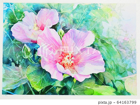 芙蓉の花の水彩イラストのイラスト素材