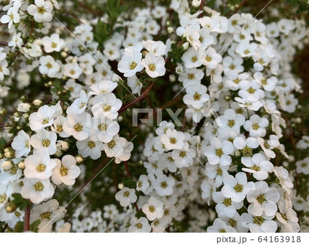 白い小花(ユキヤナギ)/Little white flowersの写真素材 [64163918] - PIXTA