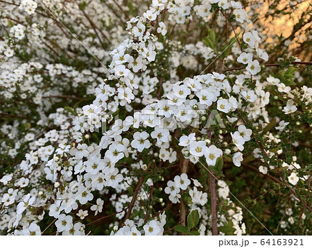白い小花 ユキヤナギ Little White Flowersの写真素材