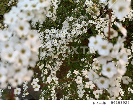 白い小花 ユキヤナギ Little White Flowersの写真素材