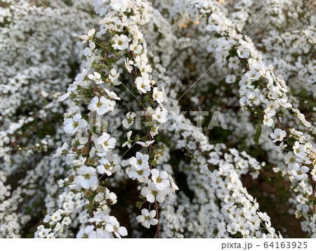 白い小花 ユキヤナギ Little White Flowersの写真素材