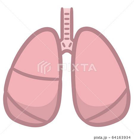 健康な肺のイラスト素材