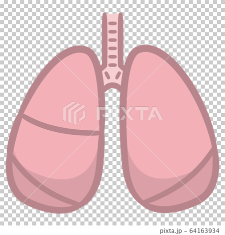 健康な肺のイラスト素材