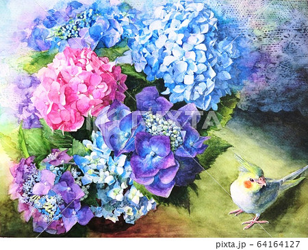 紫陽花と小鳥のオカメインコをモチーフに描いた水彩画のイラスト素材