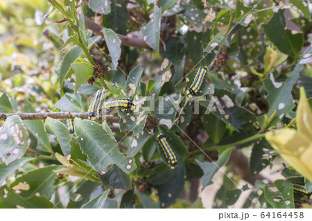 害虫被害　虫２ 64164458