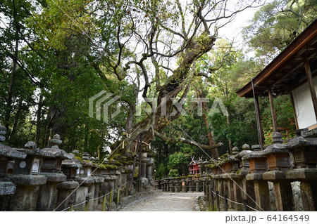 春日大社より 64164549