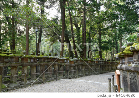 春日大社より 64164630