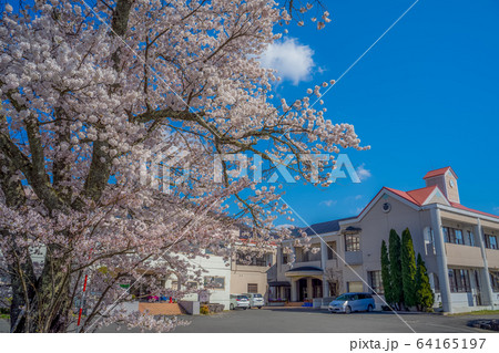 桜が満開の清滝小学校 桜が満開の清滝小学校 64165197