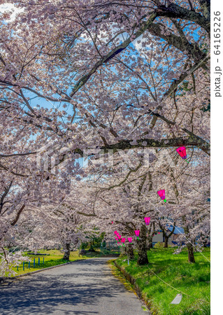 桜が満開の清滝小学校 桜が満開の清滝小学校 64165226