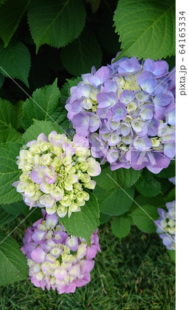 紫陽花 紫陽花 64165334