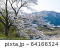 川沿いの満開の桜 64166324