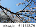 満開の桜の枝 64166379
