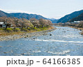 長良川と桜4 64166385