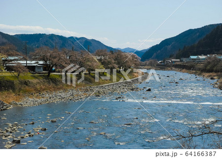 長良川と桜3 64166387