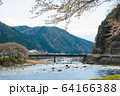 長良川と桜2 64166388