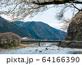 長良川と桜1 64166390