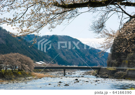 長良川と桜1 64166390