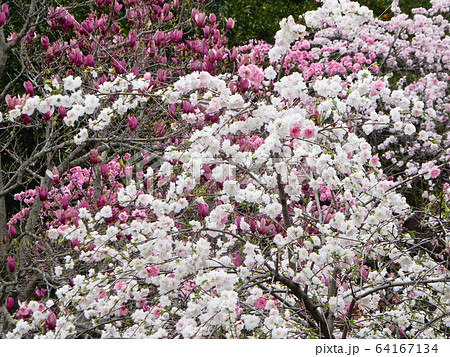 枝垂れ桃 64167134