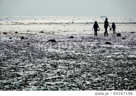 ジェブド 干潟 干潟体験 64167198