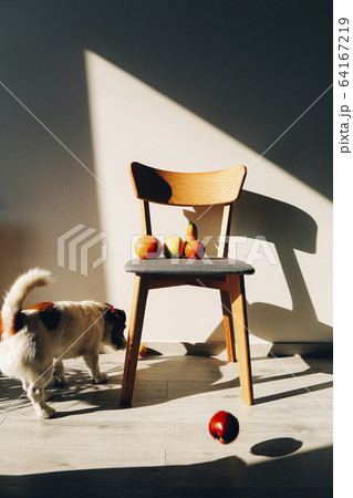 Dog trying to steal the fruits 64167219
