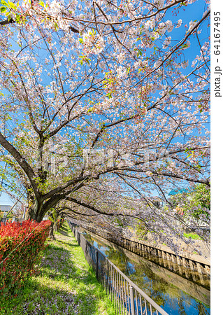 日本の春 北越谷 逆川緑の道沿いの桜並木 64167495