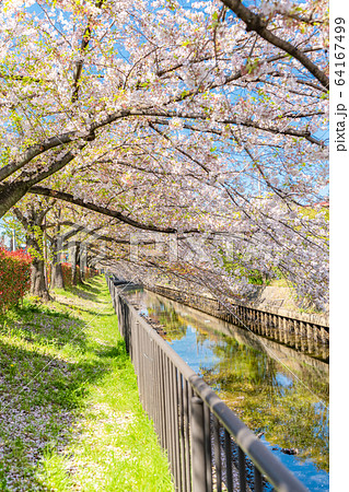 日本の春 北越谷 逆川緑の道沿いの桜並木 64167499
