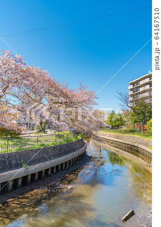 日本の春 北越谷 逆川緑の道沿いの桜並木 64167510