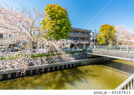 日本の春 北越谷 逆川緑の道沿いの桜並木 64167613
