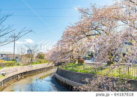 日本の春 北越谷 逆川緑の道沿いの桜並木 64167618