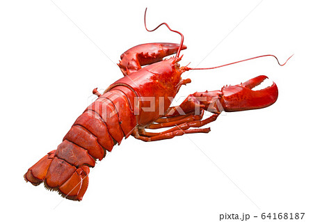 Close up steamed Canadian Lobster on isolted white background, Red Canadian Lobster, Cooked lobster 64168187