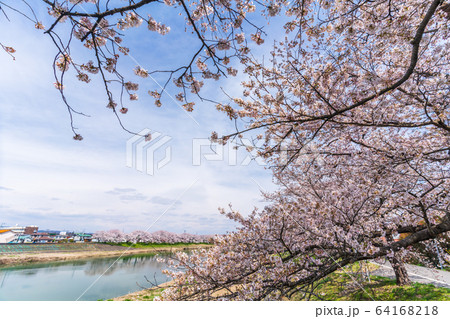 青空と一目千本桜　宮城県大河原町 64168218