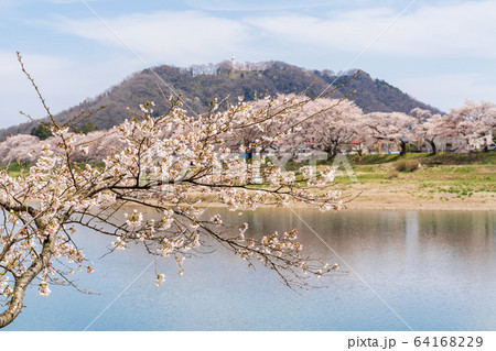 青空と一目千本桜 宮城県大河原町 青空と一目千本桜 宮城県大河原町 64168229