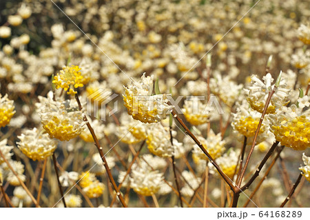 【百済寺 (ミツマタ植生郡)】 滋賀県東近江市百済寺町 64168289