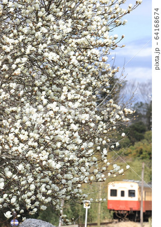 小湊鐵道「満開のコブシの花とローカル列車 64168674