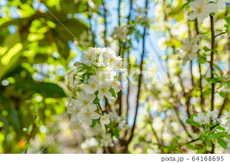 春の花 ホンカイドウ(本海棠) 64168695