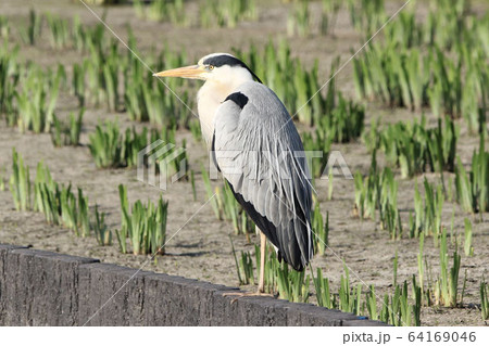 【野鳥】アオサギ　青鷺　堺市の都市公園にて 64169046