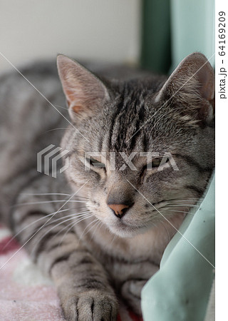 可愛いネコちゃんの写真素材