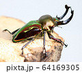 ニジイロクワガタ 64169305