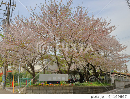 三宿病院と桜の写真素材