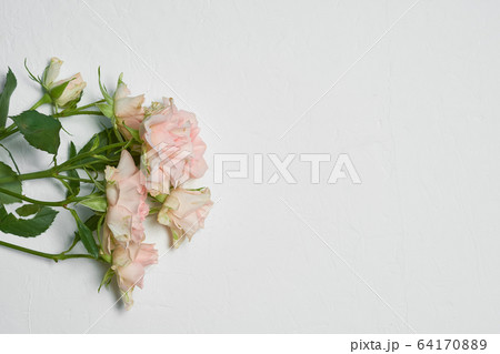 Beautiful bright roses on a white background Beautiful bright roses on a white background 64170889