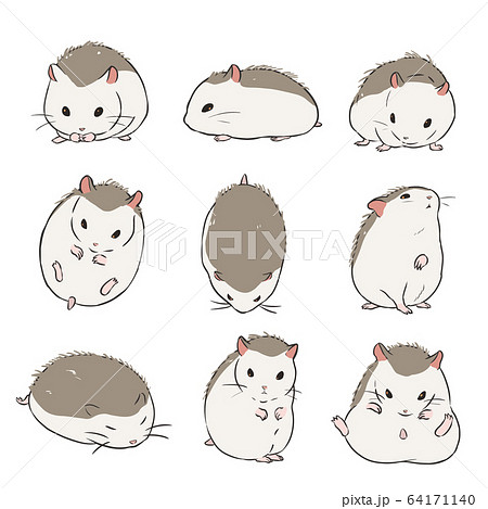 ロボロフスキーハムスター ロボロフスキーハムスター 64171140