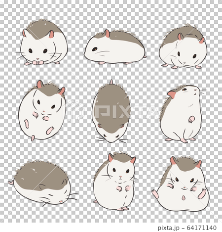 Roborovsky hamster Roborovsky hamster 64171140