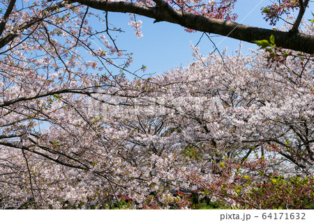 海老川沿いの桜 千葉県船橋市 日本 海老川沿いの桜 千葉県船橋市 日本 64171632