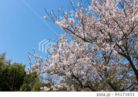 海老川沿いの桜　千葉県船橋市　日本 64171633